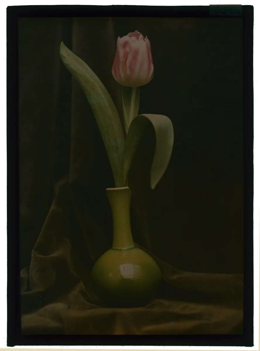 ‍foto: Berend Zweers (1872-1946) - tulp in vaas