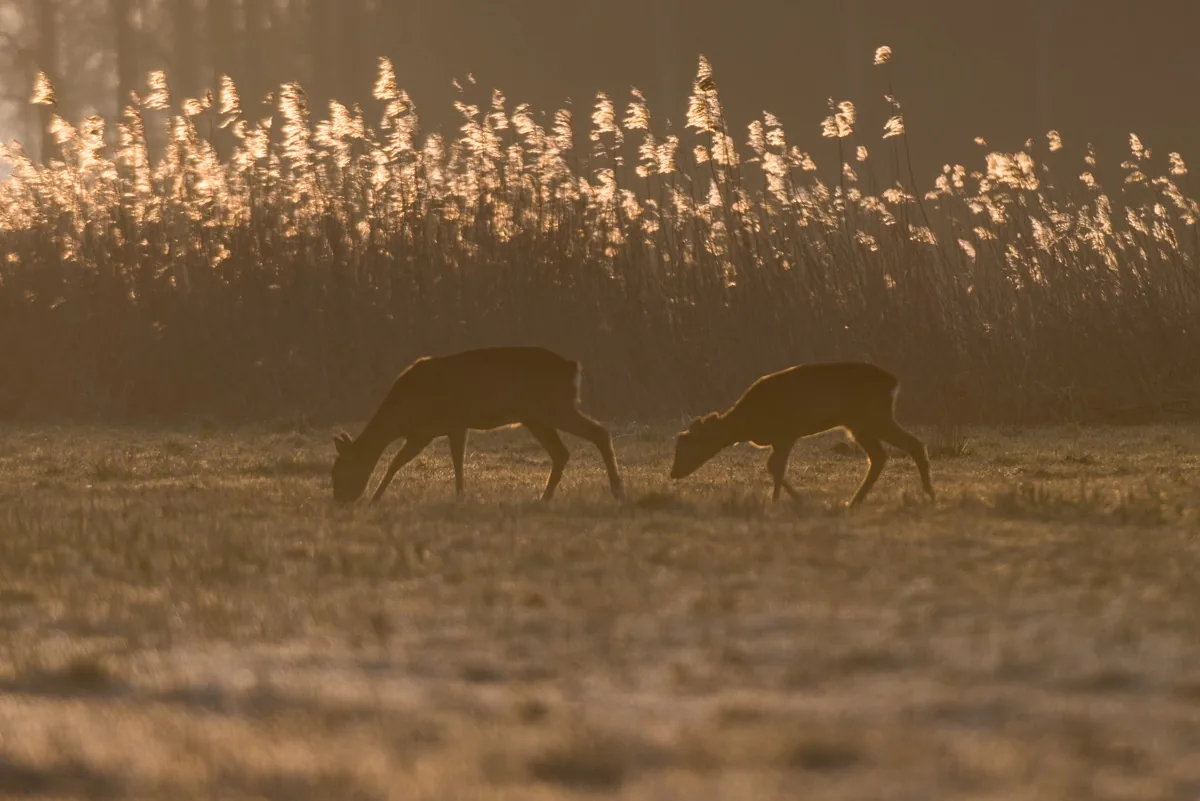foto van twee herten in ochtendzon aan het grazen