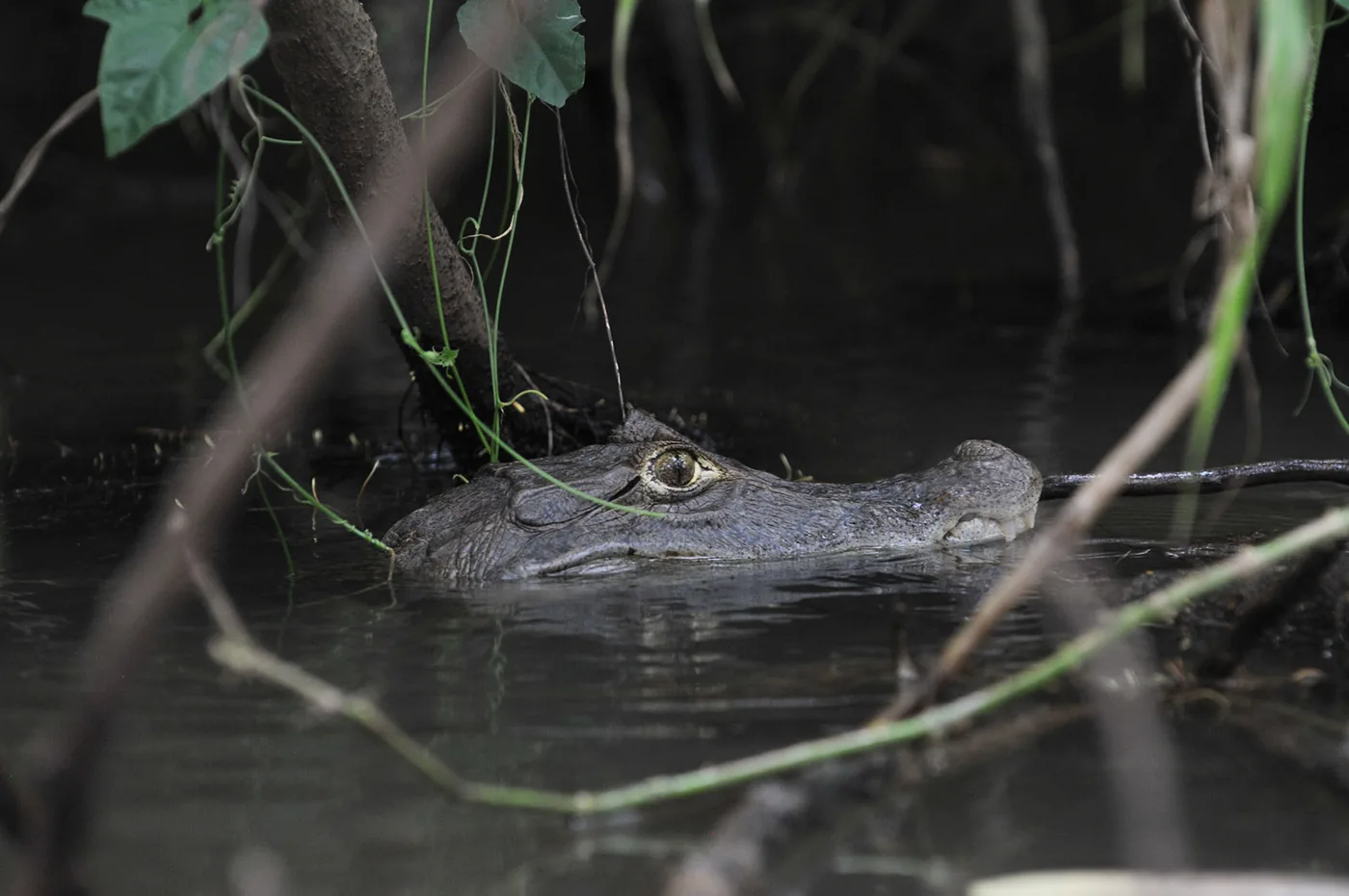 foto van de kop van een alligator met zijn kop half onder water