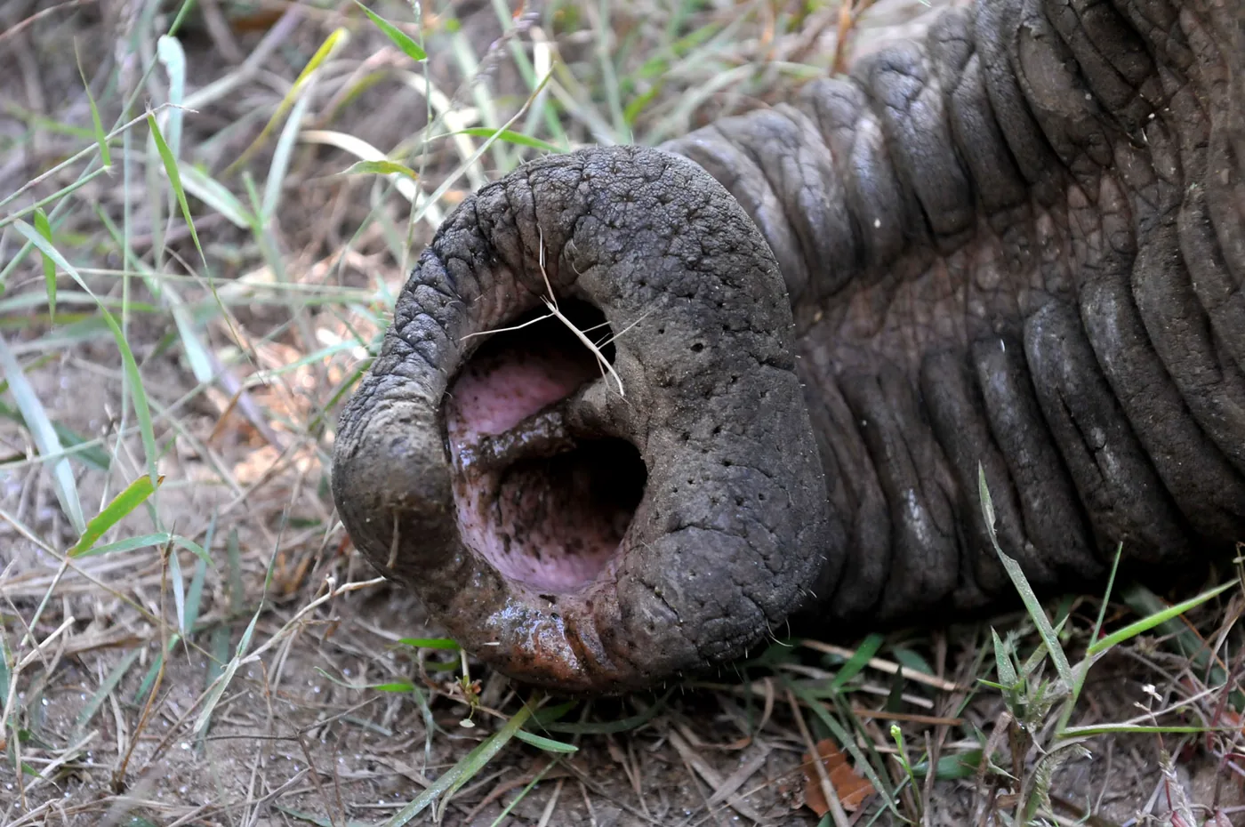 foto van uiteinde van slurf van een olifant op het gras waarbij je de gaten in kan kijken