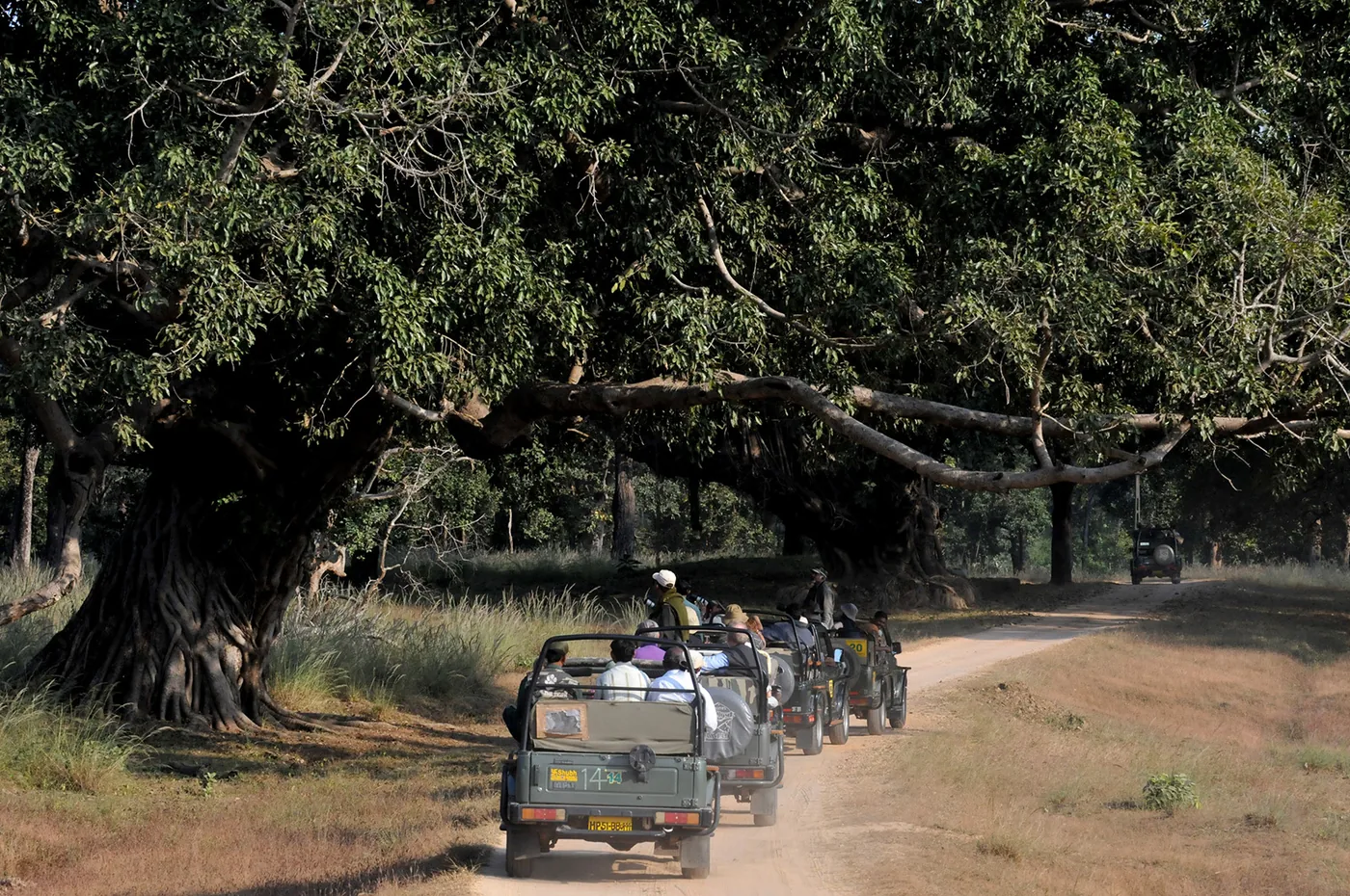 foto van vier jeeps die achter elkaar rijden door een safaripark