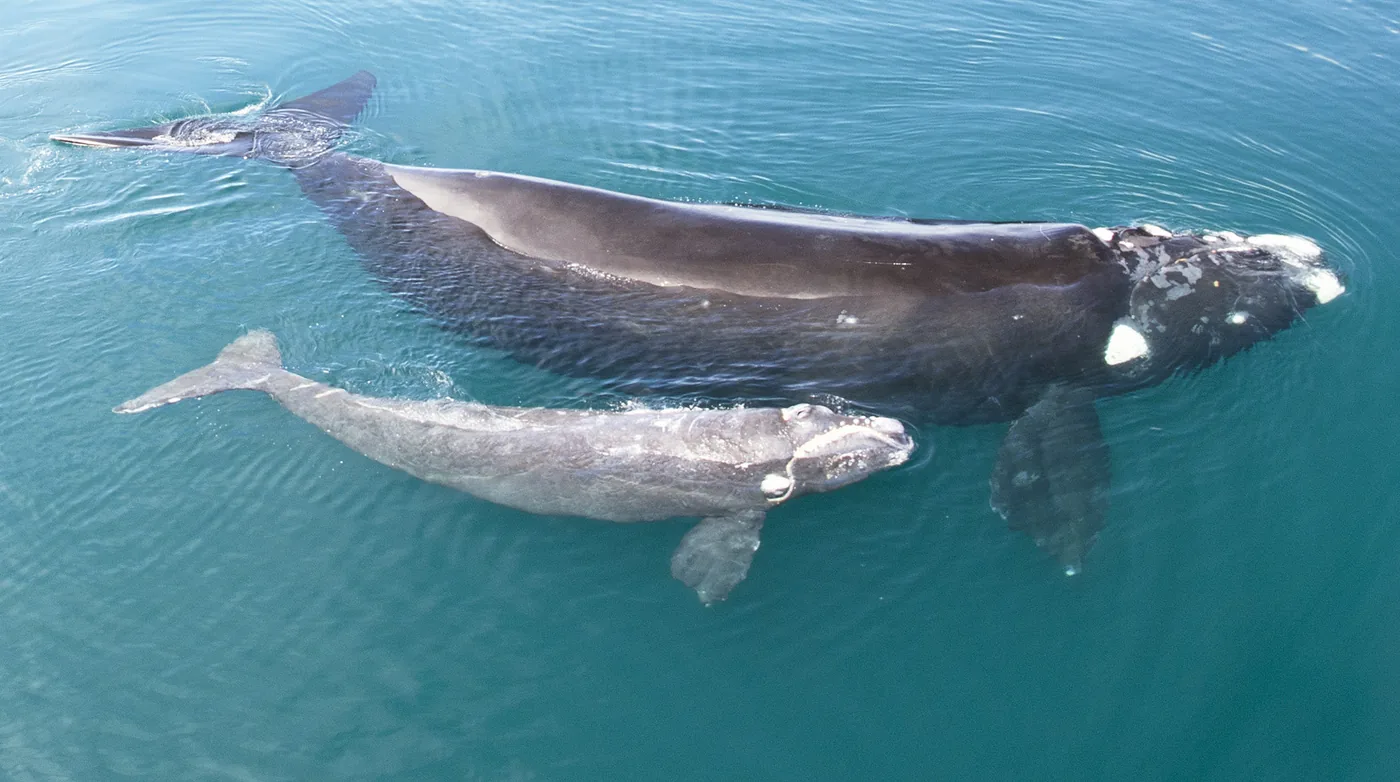 foto van Zuidkaper walvis met jong net onder wateroppervlak