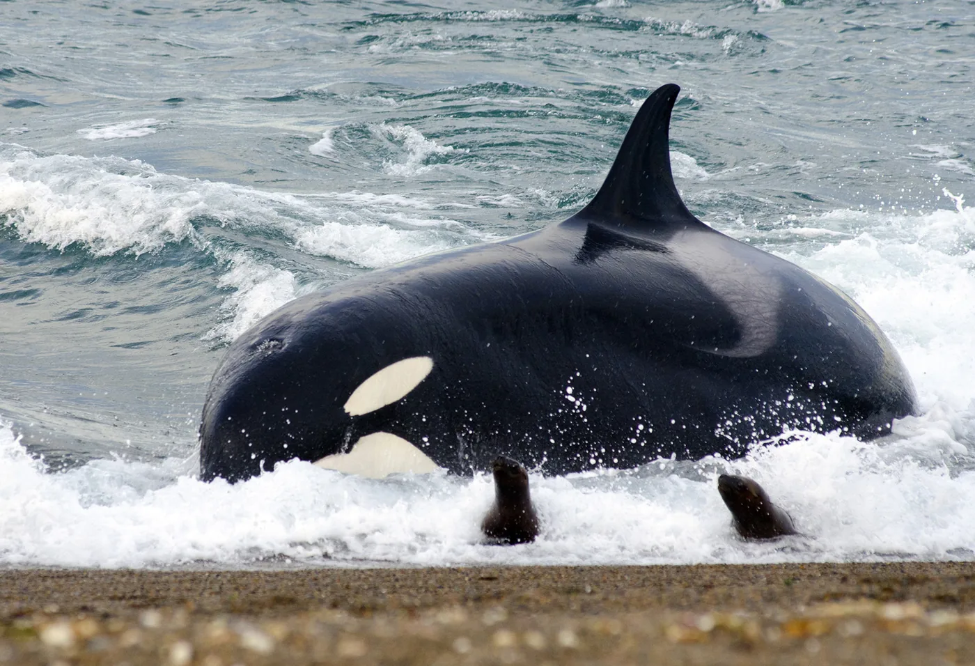 foto: © Alejandro Avampini | Orka's bij Punta Norte