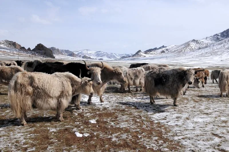 © Tom van der Leij | Mongolië yaks