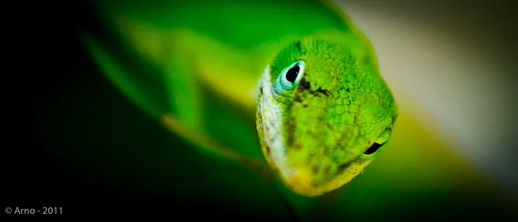 foto macro van salamanderkop