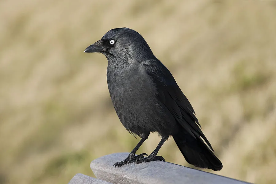 foto van zwarte vogel op rand van houten bank met vage beige achtergrong