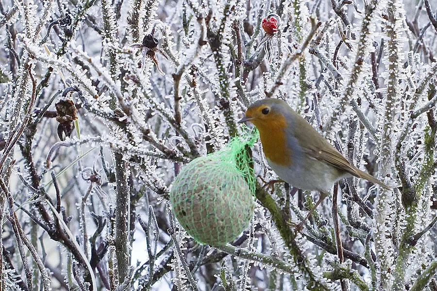 foto van roodborst op besneeuwde takken met groen netje met vet