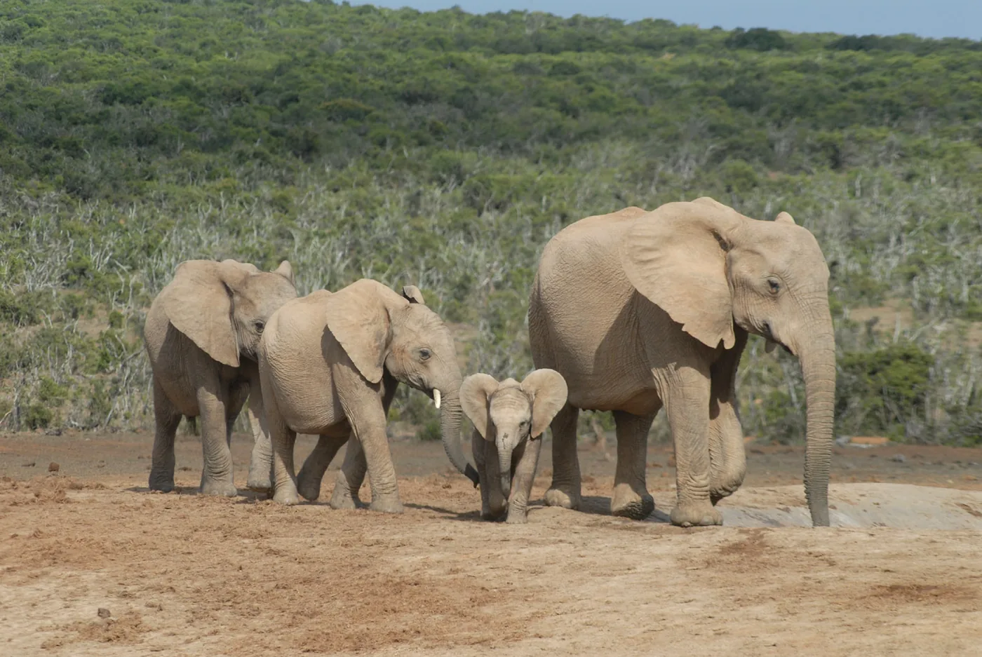 ‍foto: Tom van der Leij van olifanten in Zuid-Afrika