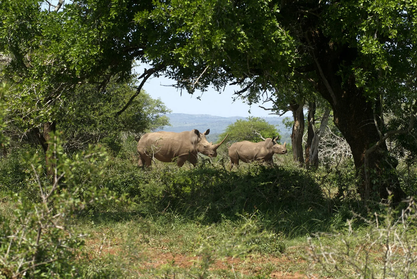 ‍foto: Tom van der Leij van neushoorns in bos Zuid-Afrika