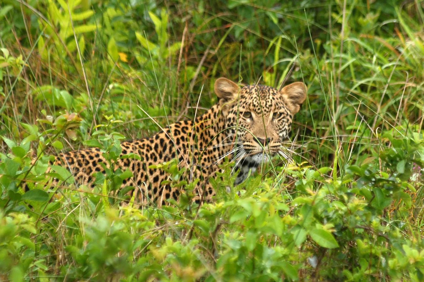 ‍foto: Tom van der Leij van tijger in groen in Zuid-Afrika