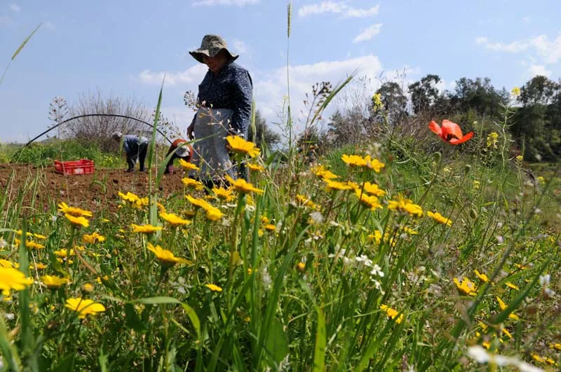 foto: Tom van der Leij - boeren op land in Cyprus
