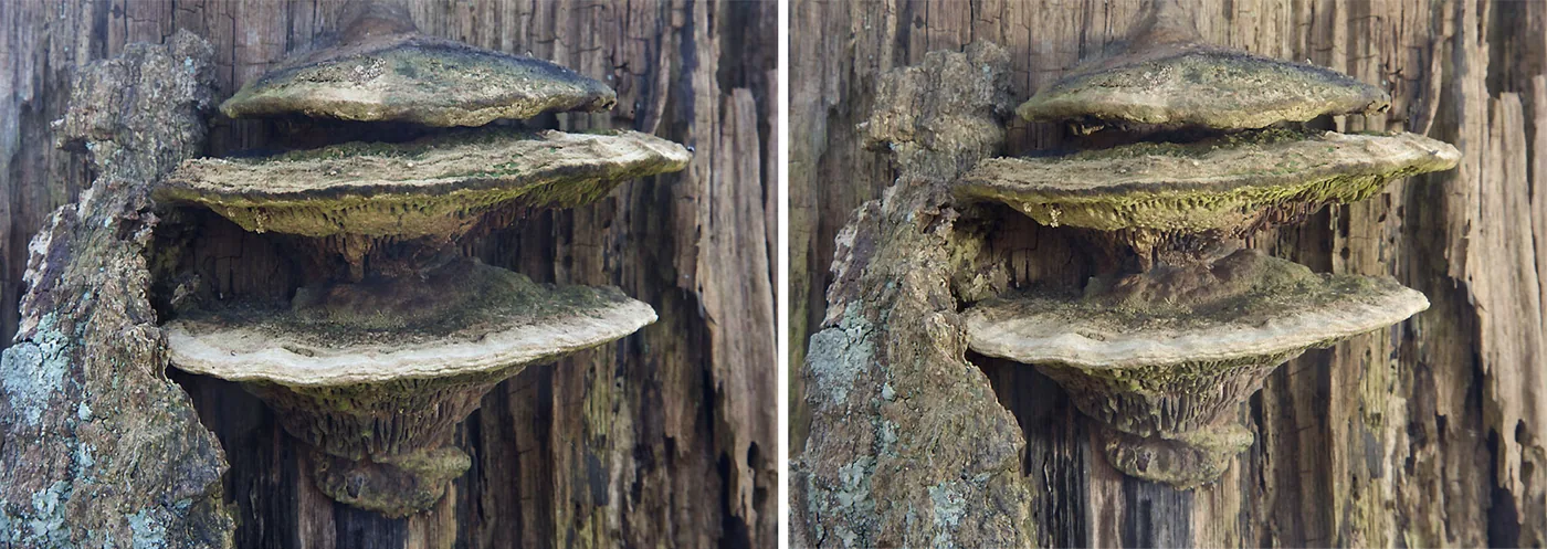 foto: Jan Duker | Zwam op stam; links zonder flits, rechts met flits