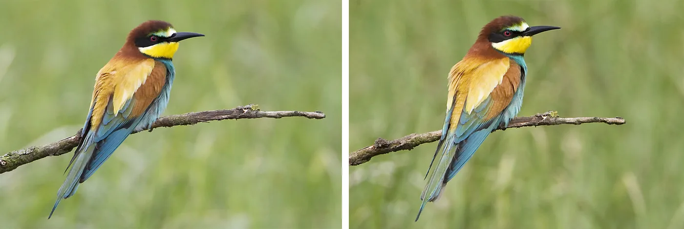 twee foto's van een bijeneter, links zonder BetterBeamer, rechts met BetterBeamer