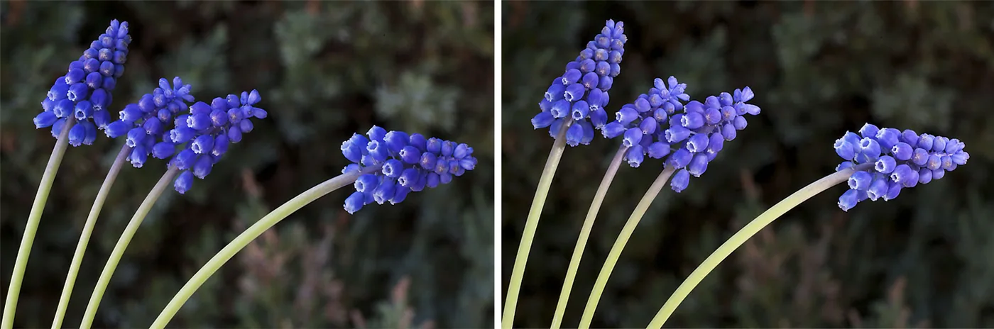 foto: Jan Duker | Bloemen; links zonder flits, rechts met flits