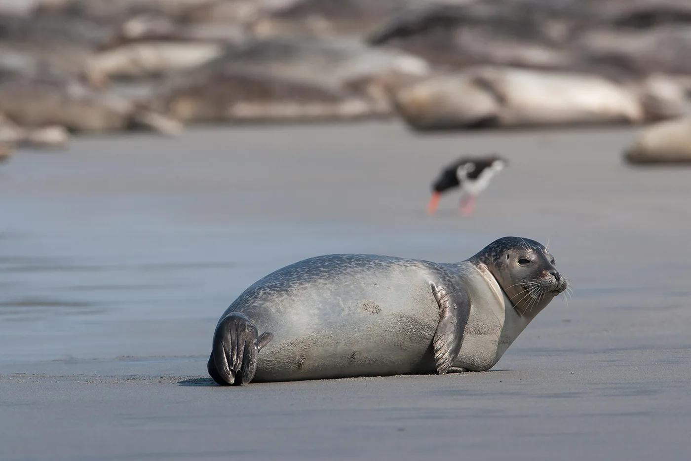 photo: Jan Duker | Seal on Helgoland