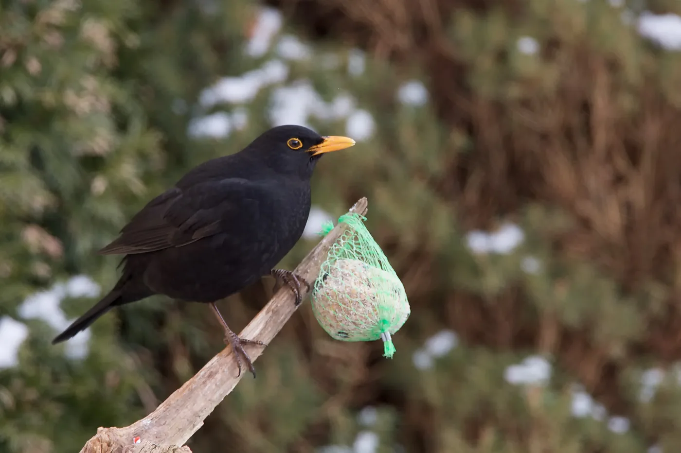 photo: Jan Duker | Blackbird on a branch at the feeding station