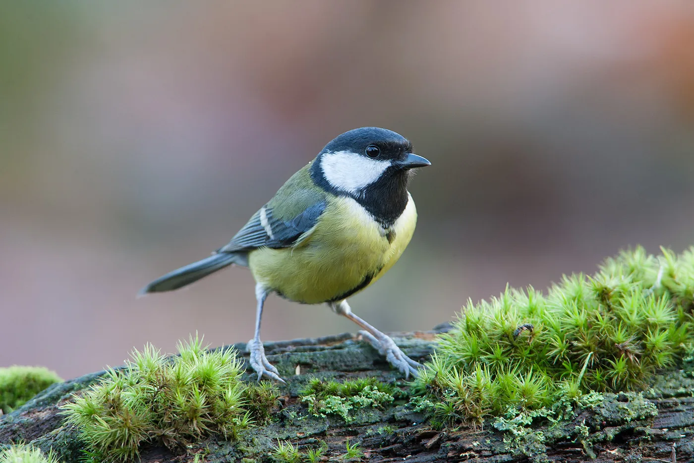 photo: Jan Duker | Great tit on a mossy branch