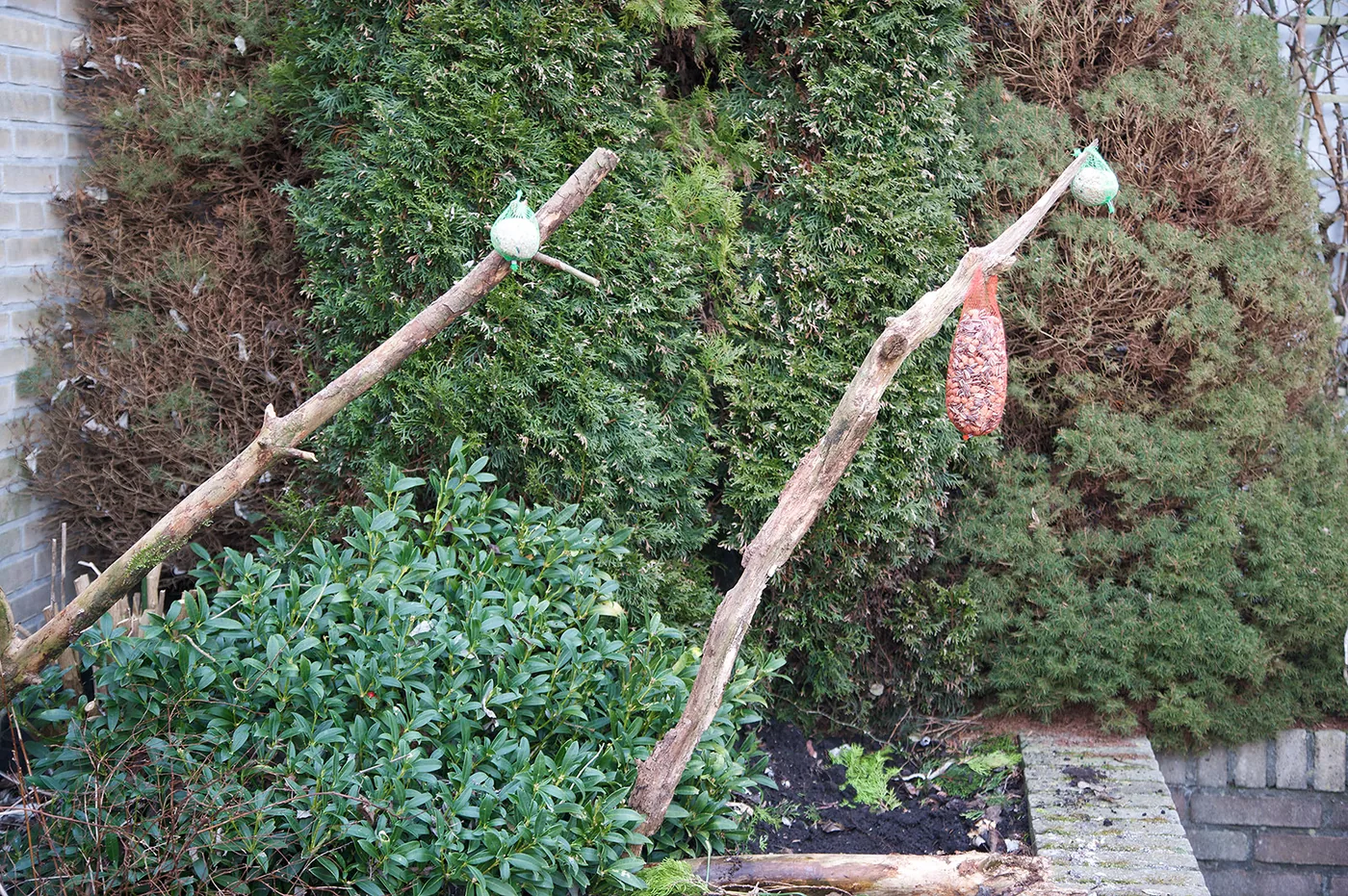 ‍Setting up a feeding station for birds