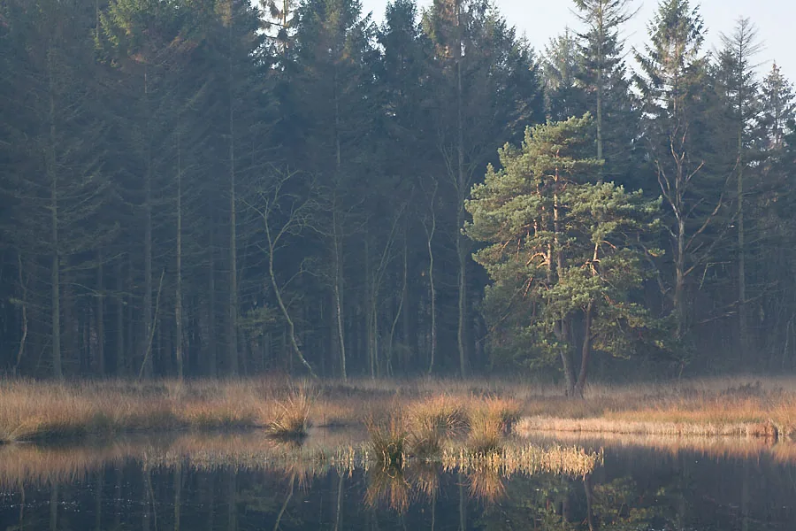 Photo of a woodland pond