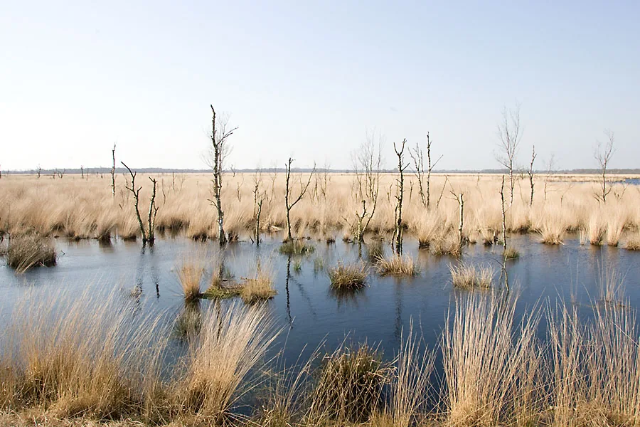 Photo of a body of water with reeds