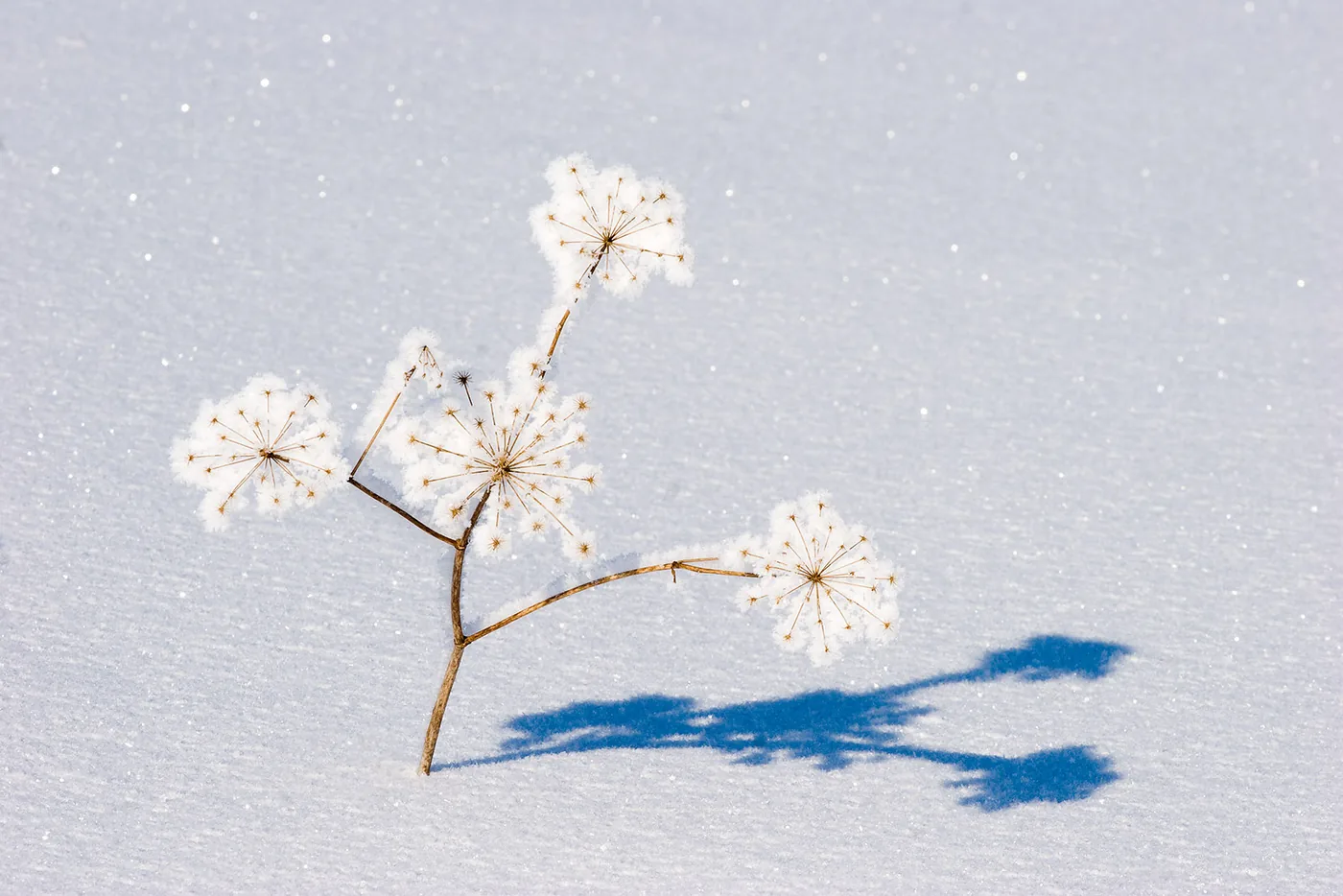 Dried flower in snow with a light lighting