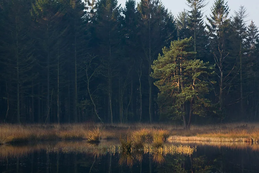 Photo of a woodland pond