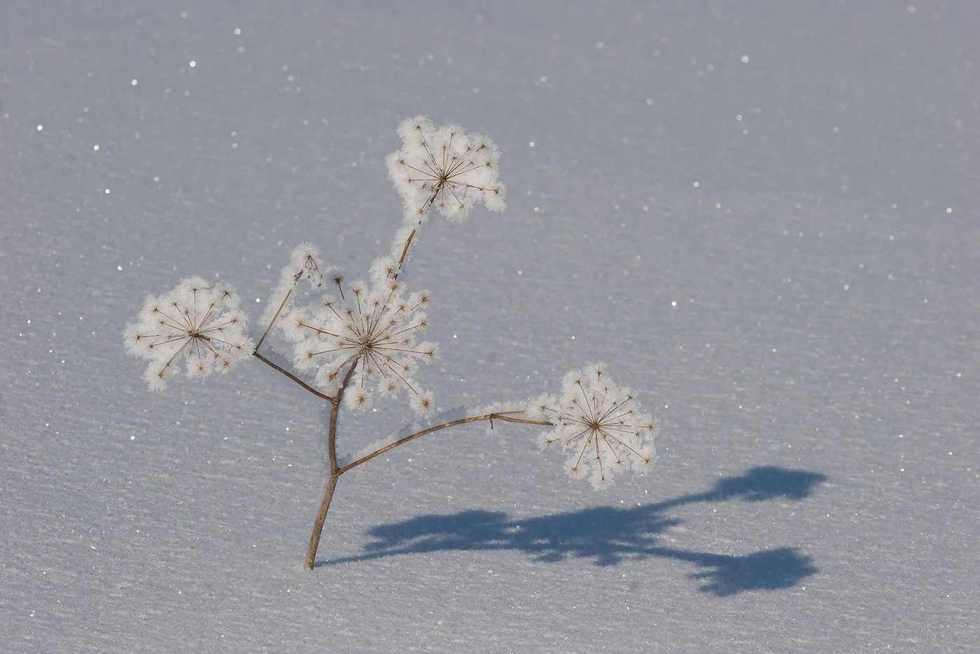 Dried flower in snow with a dark lighting