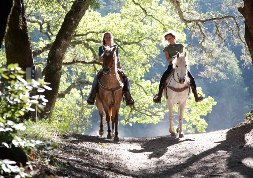 Two women riding horses in a summer forest