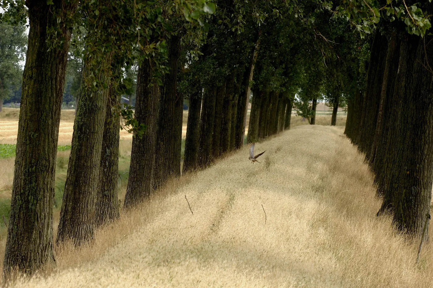 Reed-lined path in a forest by Ben Seelt