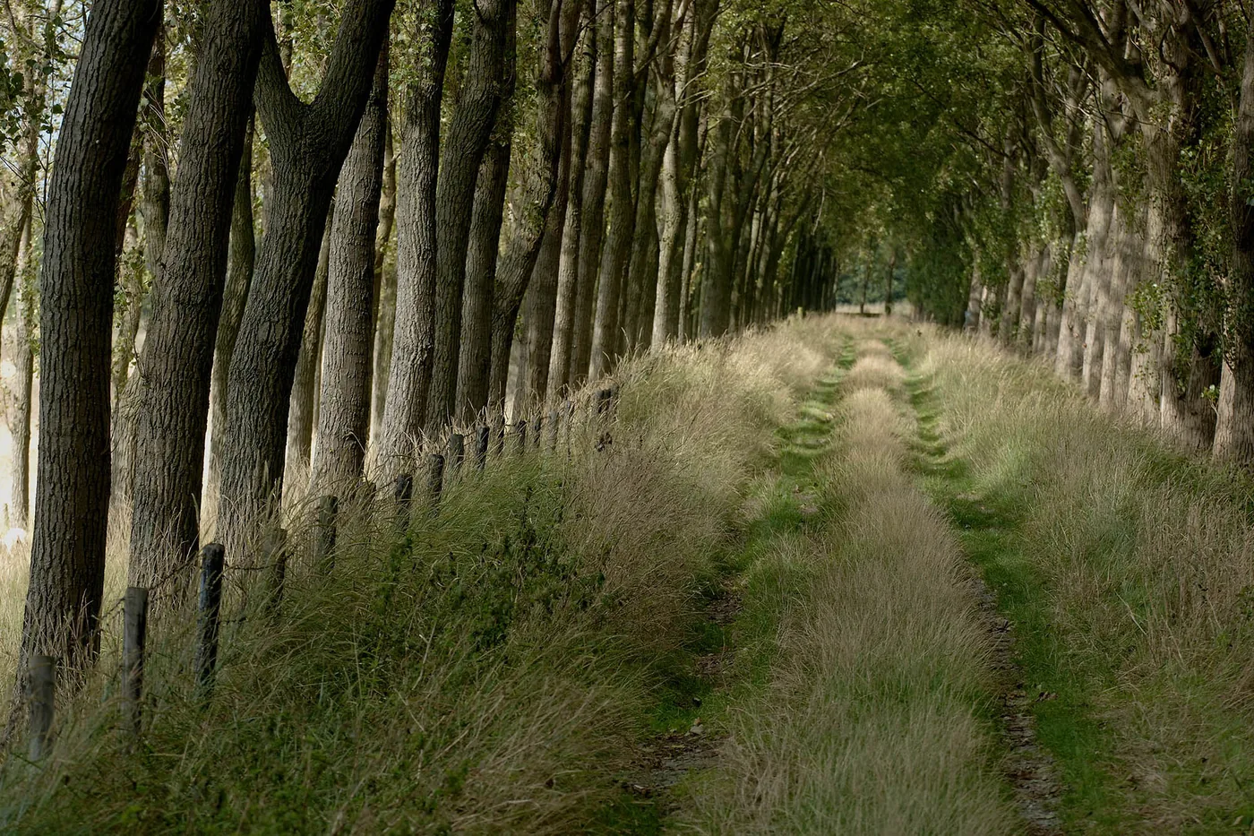 Grass and reeds along a forest path by Ben Seelt