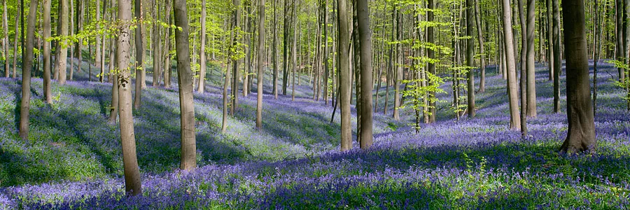foto van Hillebrand Breuker - bos met paarse bloemen