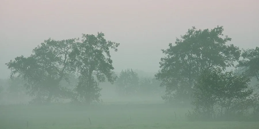 photo: Hillebrand Breuker | Fog and trees