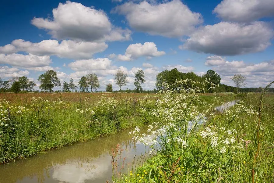 photo: Hillebrand Breuker | Oude Riet in Groningen’s Westerkwartier