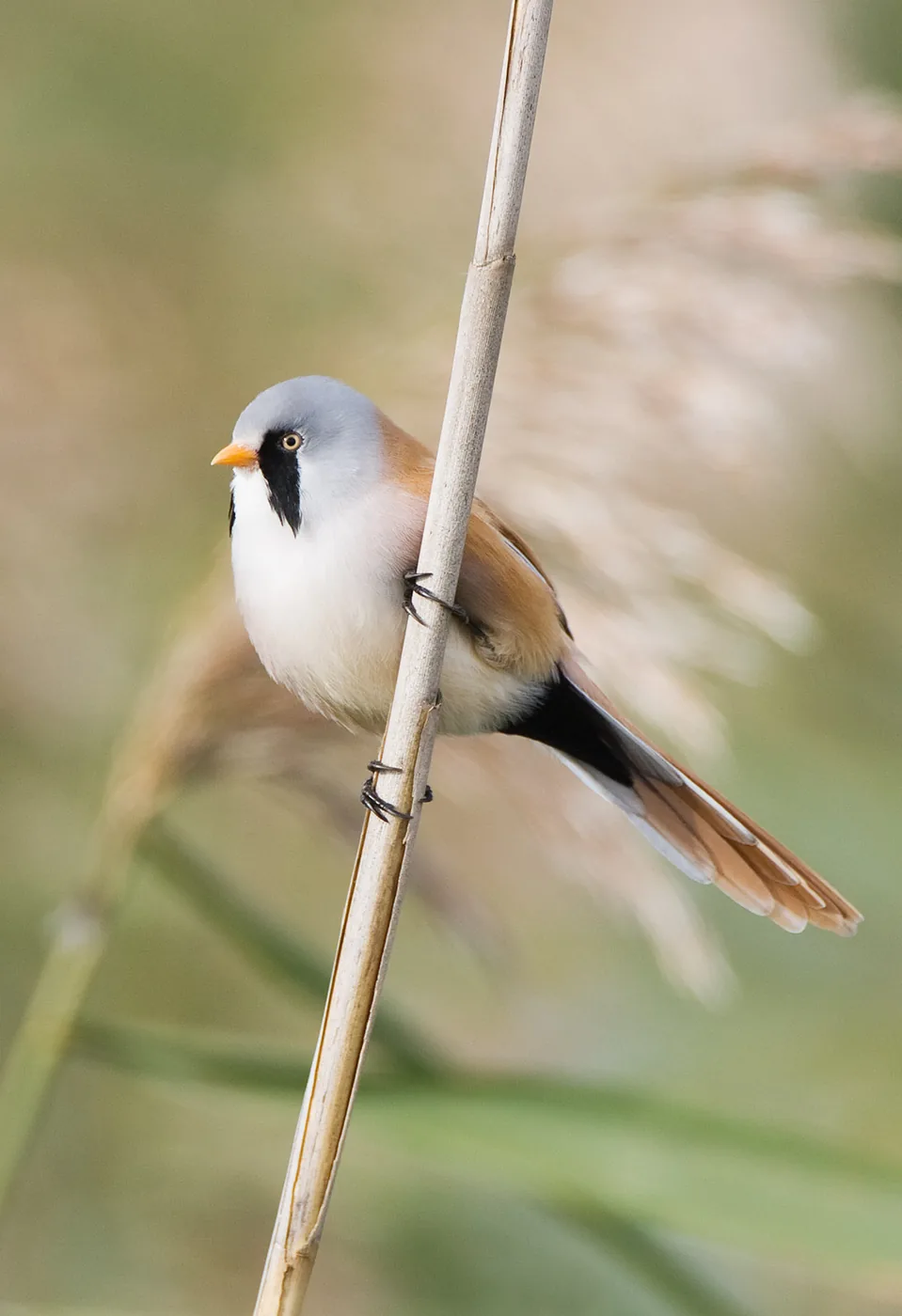 foto: Jan Duker | Baardman met pootjes op rietstengel