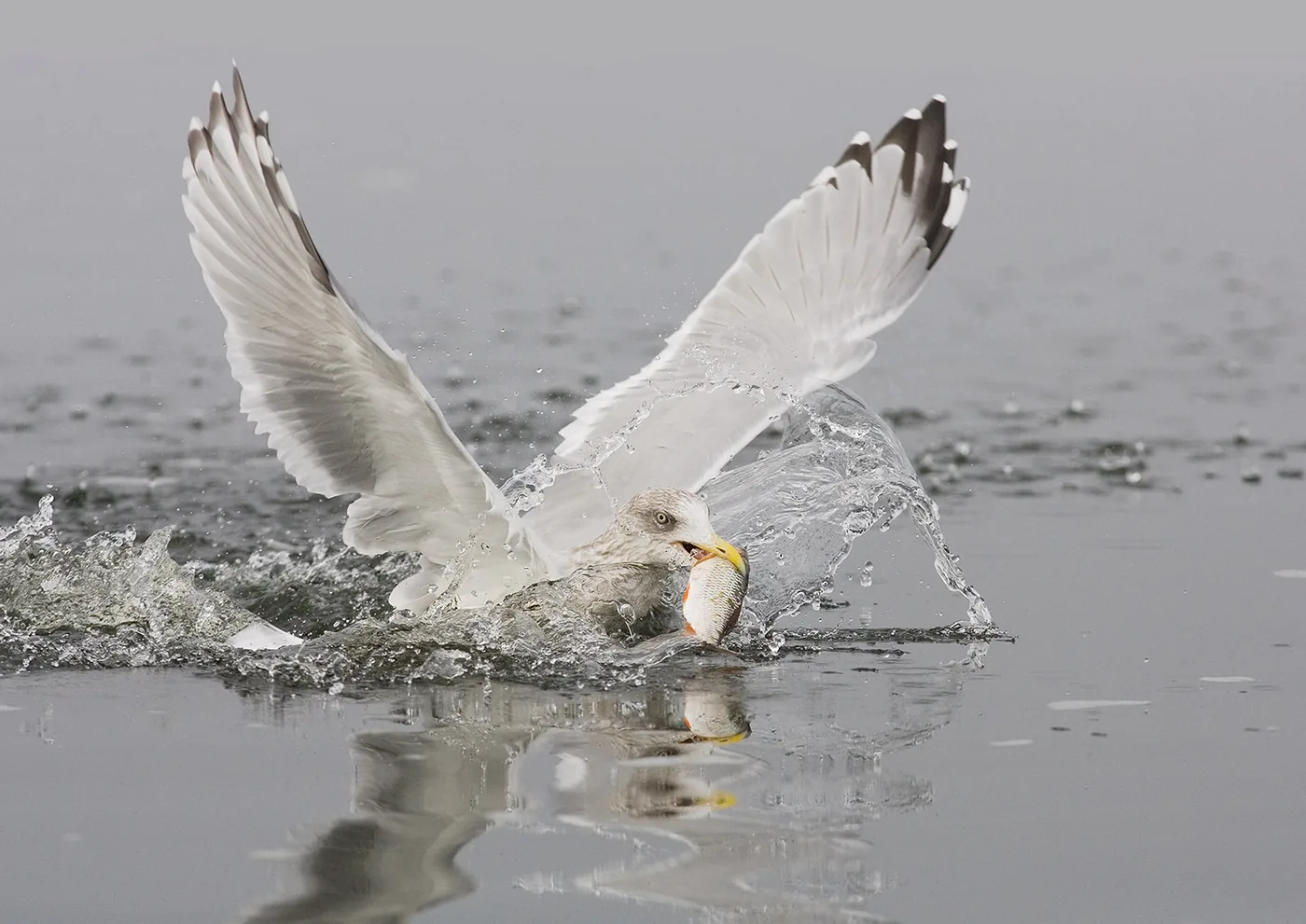 foto: Jan Duker | Zilvermeeuw in actie met vis in bek in water