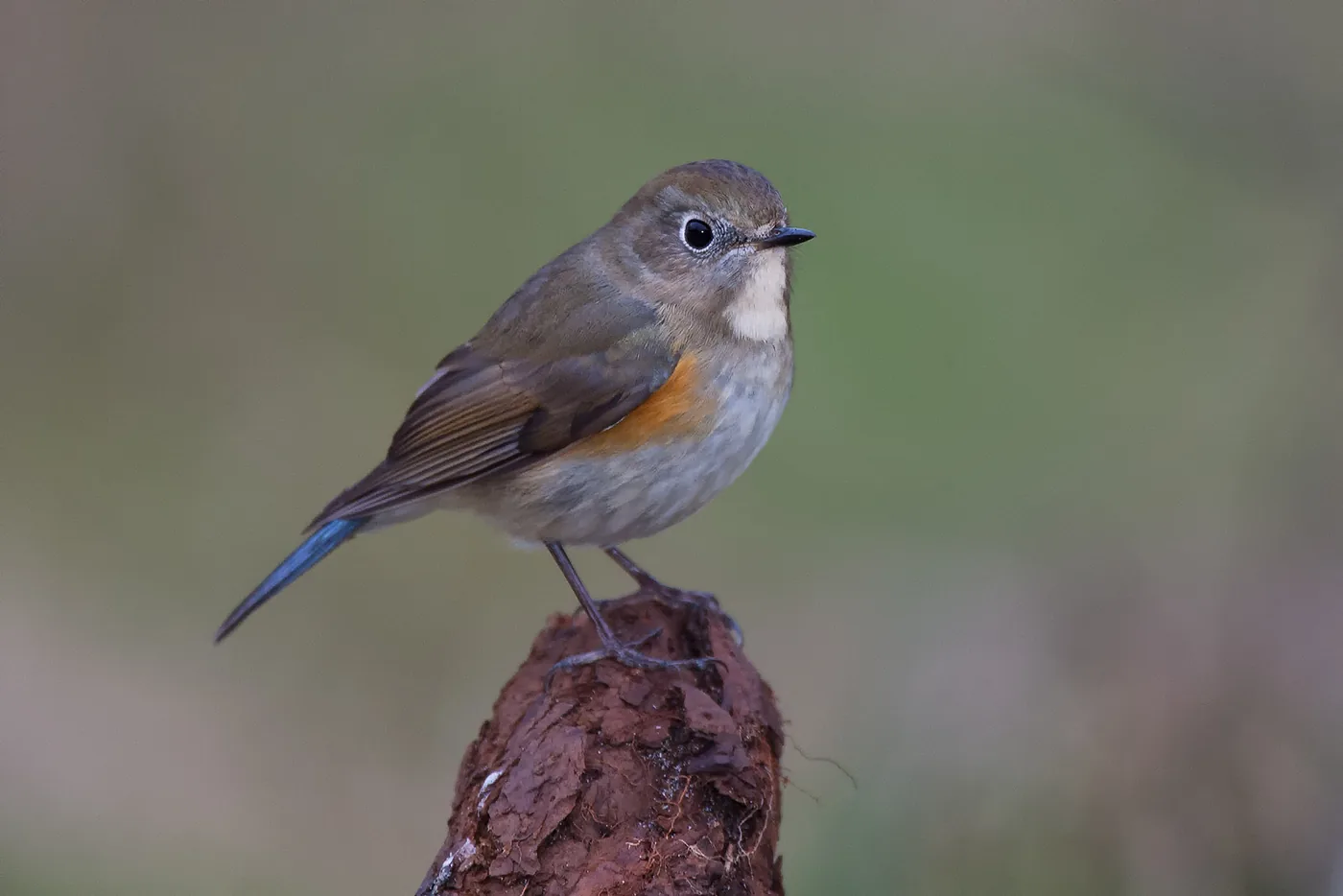 Photo: Jan Duker | Red-flanked bluetail perched on a piece of wood