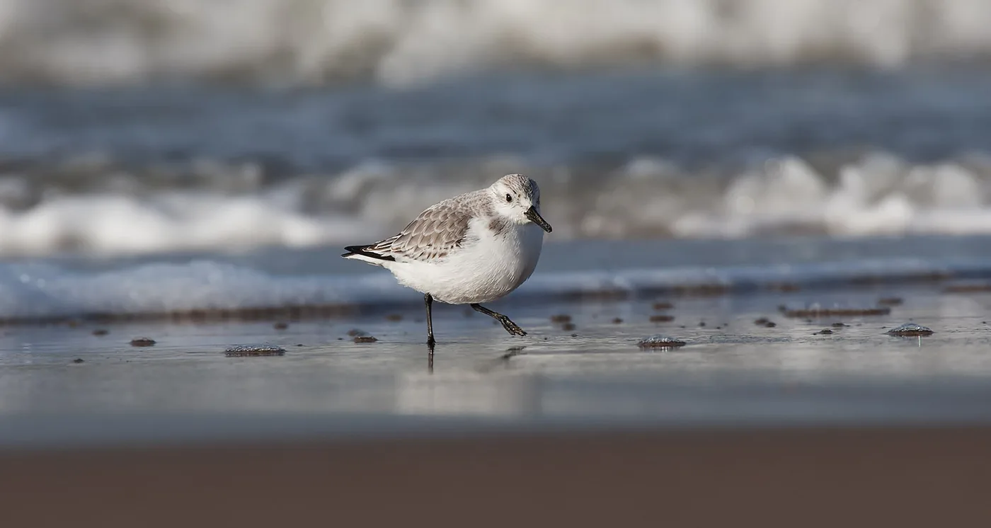 Photo: Jan Duker | Sanderling on a beach with seawater in the background