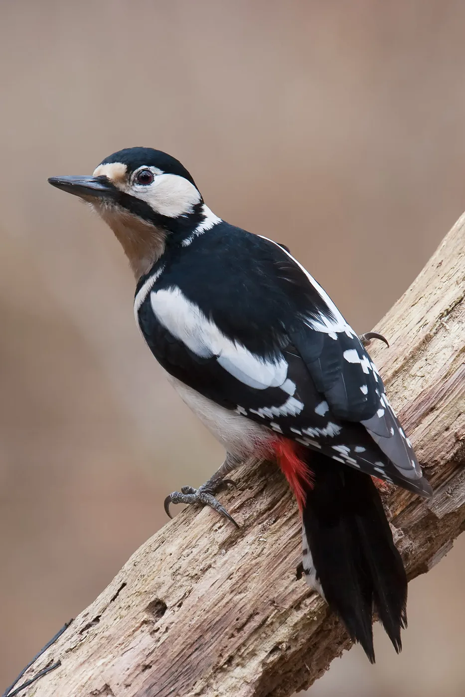 Photo: Jan Duker | Great spotted woodpecker on a thick branch