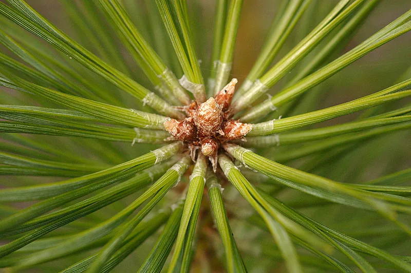Young Scots pine