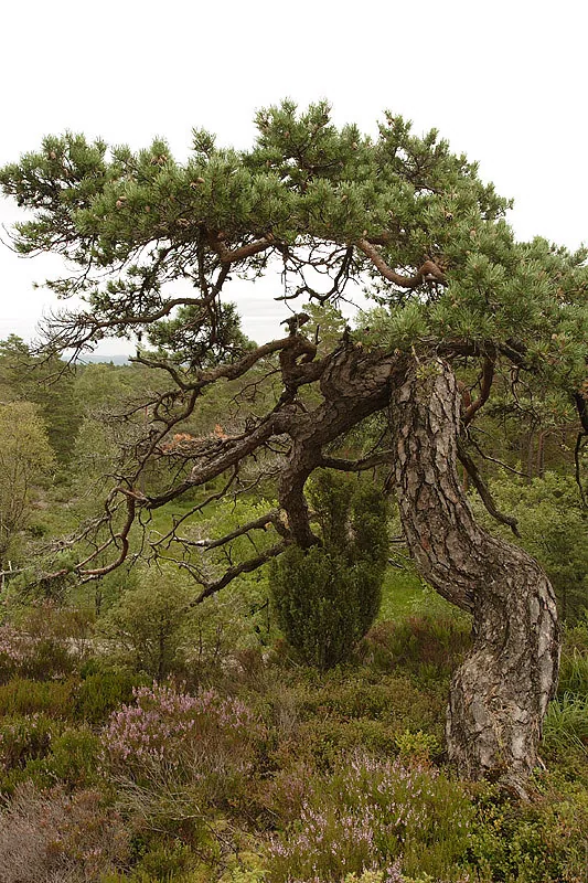Photo: Aaldrik Pot | Weather can greatly influence the shape of trees