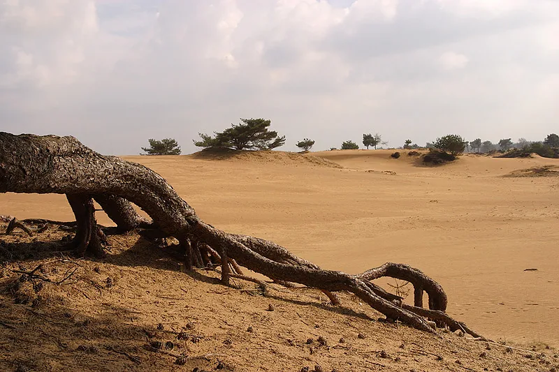 Photo: Aaldrik Pot | The roots of a tree beautifully exposed on a sandy plain