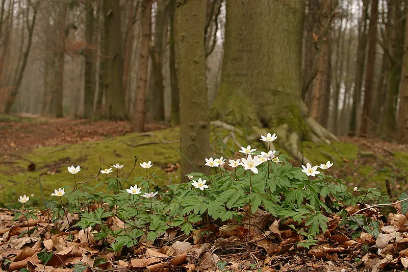 Photo: Aaldrik Pot | The wood anemone is one of the many characteristic plants of forests on loamy soils. 
