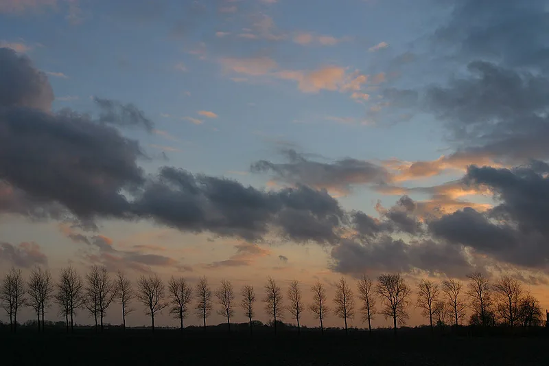 Photo: Aaldrik Pot, trees silhouetted against a cloudy sky