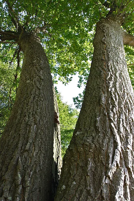 Photo: Aaldrik Pot, two green trees photographed from below