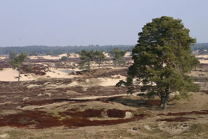 Photo: Aaldrik Pot, tree in a landscape