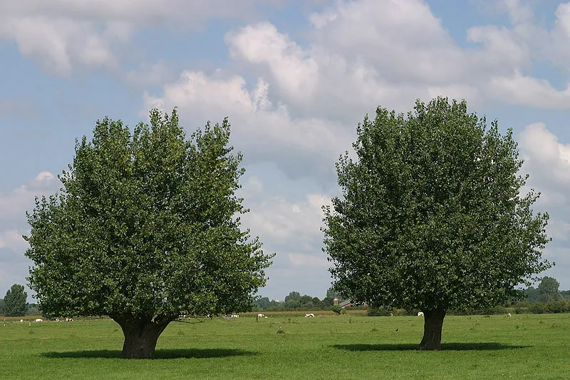 Photo: Aaldrik Pot, two green trees in a grassy landscape