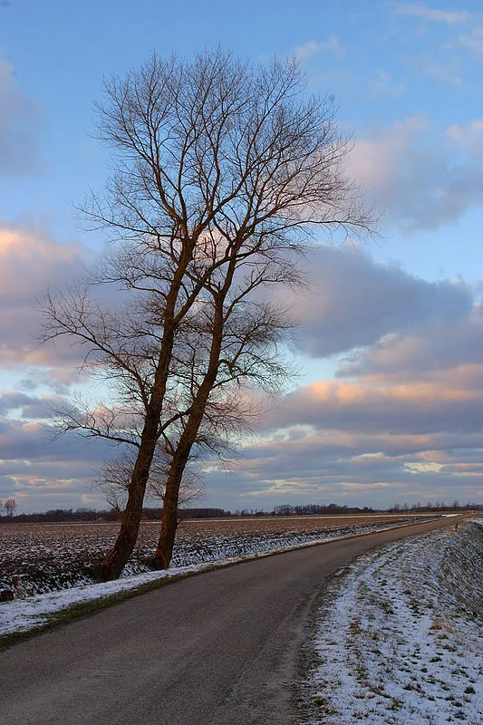 Photo: Aaldrik Pot, two trees beside a lane in a snowy landscape