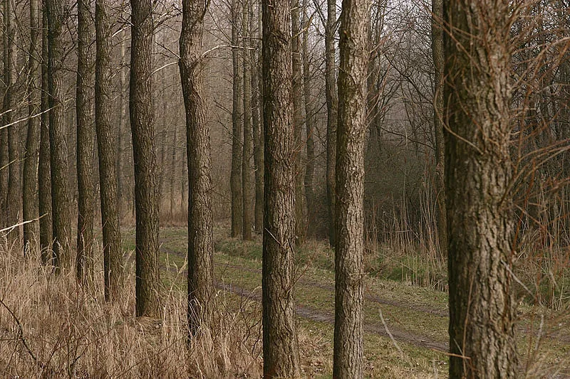 Photo: Aaldrik Pot, row of trees with a path behind them