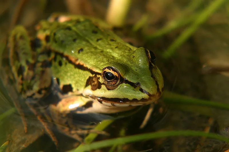 Macro photograph of a green frog