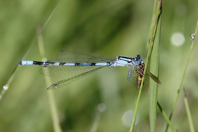 Macro photograph of a damselfly that has caught a fly